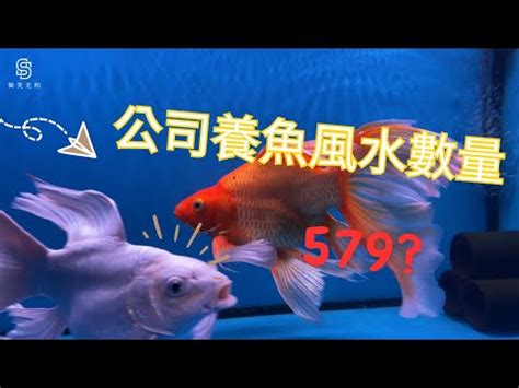 養金魚的數量|養魚：養金魚的數量不同，代表風水也不同！